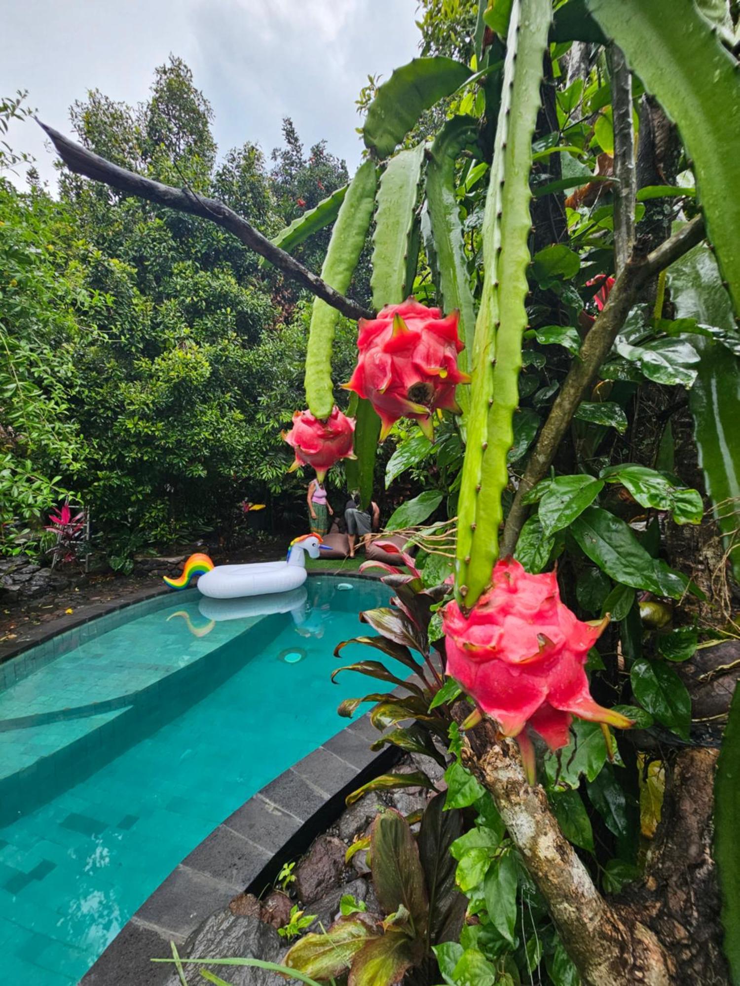 Les Garden Villa Tejakula Kültér fotó